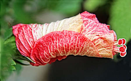bud of a flowering hibiscusの写真素材