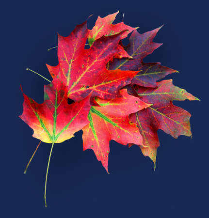 Colorful maple tree leaves in autumnの写真素材