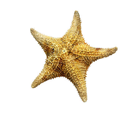 the topside of a starfish also known as a sea starの写真素材