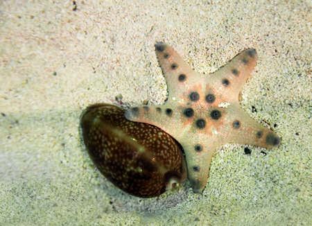 a chocolate chip starfish - sea starの写真素材