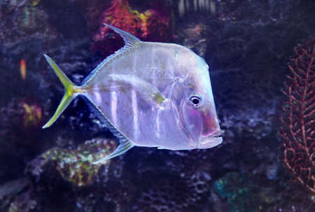 a lookdown fish also  known as Selene vomerの写真素材