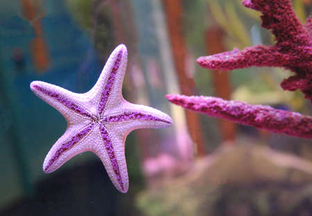 underside of a chocolate chip starfish - sea starの写真素材