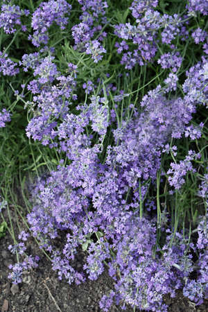 lavender flowersの写真素材