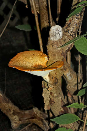 a bracket mushroomの写真素材