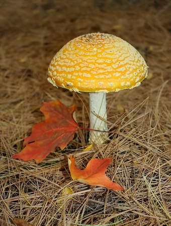 a beautiful amanita mushroomの写真素材