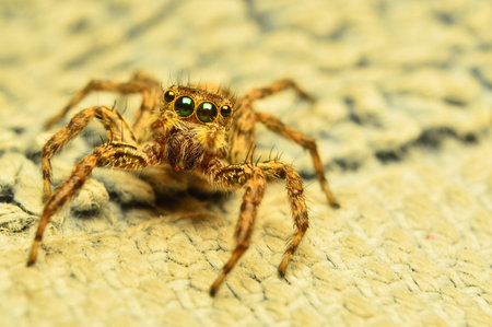 Jumping spider