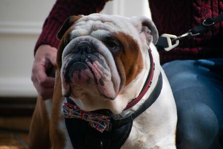 British Bulldog wearing a bow Union Jack bowtieの写真素材