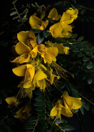 A close up of a flower. High quality photoの写真素材