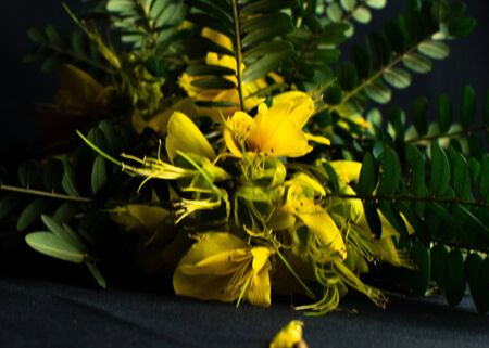 A close up of a yellow flowerの写真素材