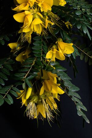 A close up of a yellow flower taken against a black backdropの写真素材
