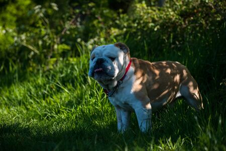 British Bulldog standing outside in the green grassの写真素材