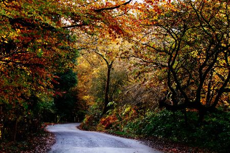 Road leading through some autumnal leaves on a tree good for a background shotの写真素材
