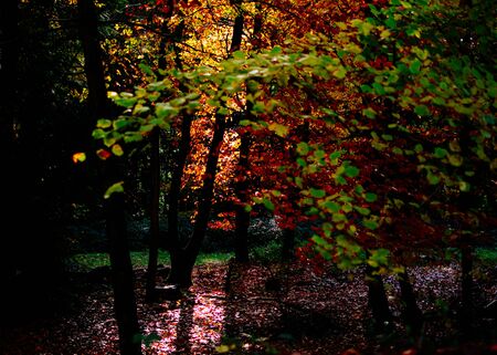 Autumnal leaves on a tree good for a background shotの写真素材