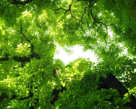 horse-chestnut - view from tree's bottom