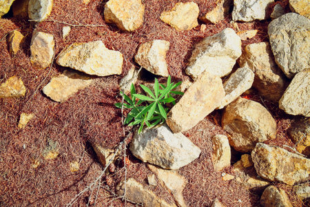 A magnificent walk through the autumn forest in the month of Octoberの写真素材