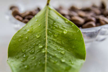 coffee grain on the background of green leaves and other objectsの写真素材