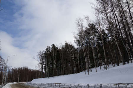 winter forest in the city under the snow.の写真素材