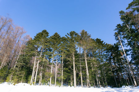 Tall beautiful pine trees in winter, against a cloudless sky.の写真素材