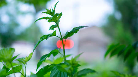 Extraordinarily beautiful green vegetation with a blurred background in a city park.の写真素材