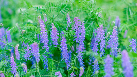 Extraordinarily beautiful green vegetation with a blurred background in a city park.の写真素材