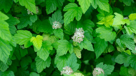 Extraordinarily beautiful green vegetation with a blurred background in a city park.
