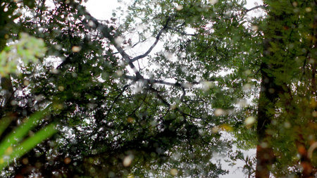Green foliage, needles, colorful flowers and bright vegetation in the park of the city museum.