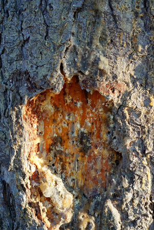 Bark of an old tree as an abstract background. texture.の写真素材