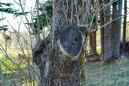 Old tree with a wooden board in the forest, close-up