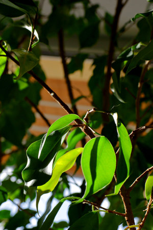 Green leaves of a ficus benjamina plant on a sunny dayの写真素材