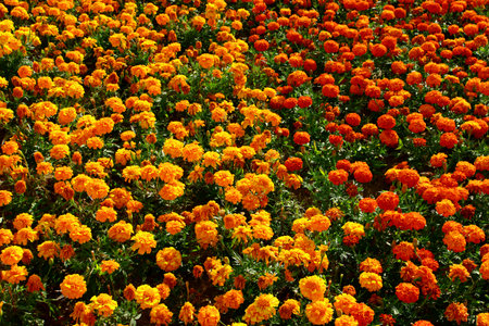 Orange marigold flowers blooming in the garden in summer.の写真素材