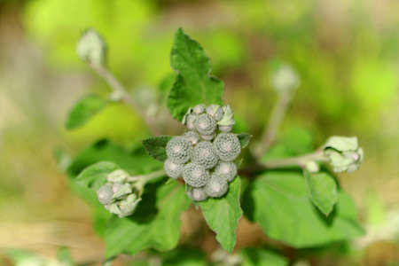 Close up of a green plant with unripe flowers and buds.の写真素材