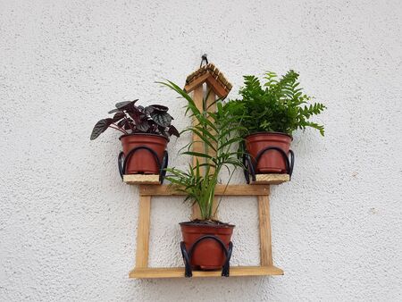 Three Beautiful flowers pots in the wallの写真素材