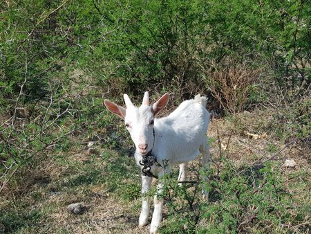 Baby goat tied up on the hill in the middle of a lot of vegetation, Jaliscoの写真素材