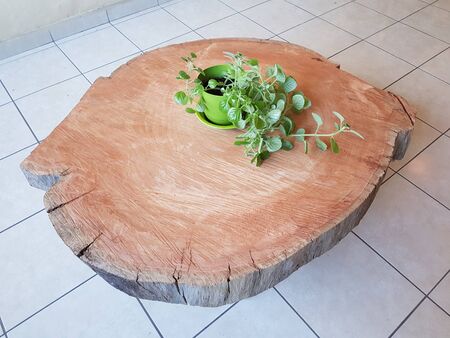A table made with a wooden slice with a plantの写真素材
