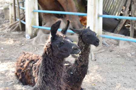 Photo of two llamas at the ranch in a small zooの写真素材