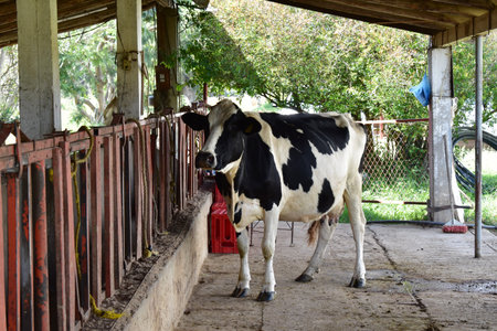 Photograph of a freshly ordered pint of cow on the ranch