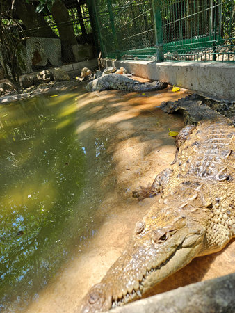 Two crocodiles are laying on the ground next to a body of water. The water is murky and the crocodiles are partially submerged, Tovara Nayaritの写真素材