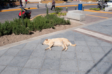 Light-colored street dog resting in the sun on a sidewalk in the town of Chapala, Jalisco, Mexicoの写真素材