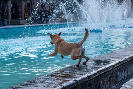 A brown dog mid-jump into a turquoise fountain surrounded by water jets in the historic center of...