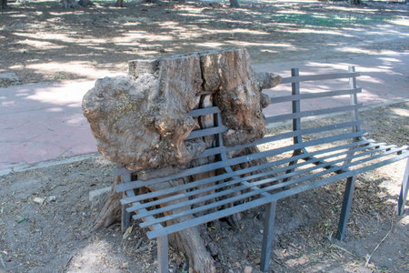 Creative park bench integrated into a large tree trunk at Parque Independencia El Dean in Guadalajara, Mexico on a sunny dayの写真素材