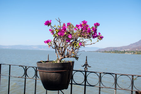 Bright pink bougainvillea flowers in a pot on metal railing by Lake Chapala in Ajijic, Jalisco, Mexico, with mountain viewの写真素材