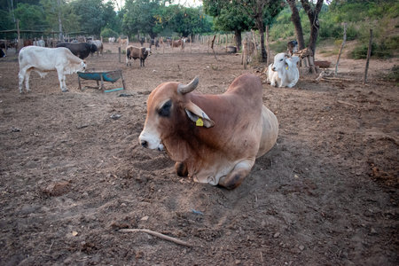 A brown cow relaxing in a rural ranch setting in Sabanillas, Guerrero, captured from a slightly distant perspectiveの写真素材