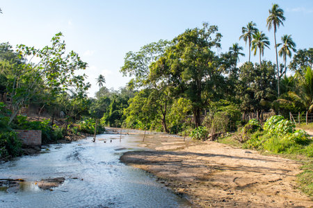 A serene stream flows through a vibrant green landscape with trees and palm trees in Sabanillas, Guerrero, Mexicoの写真素材