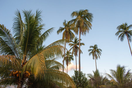 Tall palm trees and a coconut tree with ripe fruit under a serene evening sky in Sabanillas,...