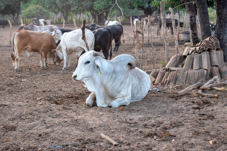 A calm white cow resting on the ground at a ranch in Sabanillas, Guerrero, surrounded by other cattle and rustic wooden fencingの写真素材