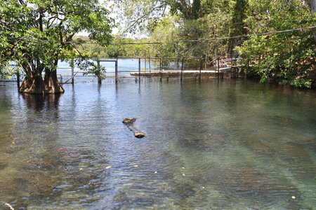 Peaceful scene of clear waters surrounded by mangroves at La Tovara in San Blas, Mexico, showcasing natural beautyの写真素材