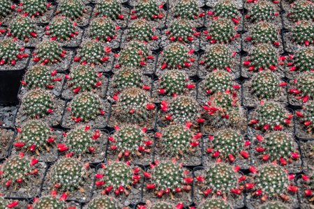 Rows of Mammillaria cacti with vivid red fruits growing in pots at a cactus nursery near Ajijic, Mexicoの写真素材