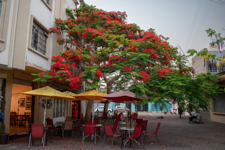 Guadalajara, Mexico - May 24 2025: Outdoor seating under a vibrant blooming tree in Plazoleta Juarezの写真素材