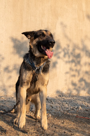 German shepherd panting with tongue out in golden light, close view in a rural town of Jalisco