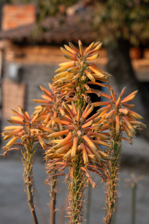 Close-up of aloe vera orange flowers in full bloom against rustic village background in Jaliscoの写真素材